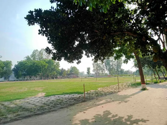 লিচু