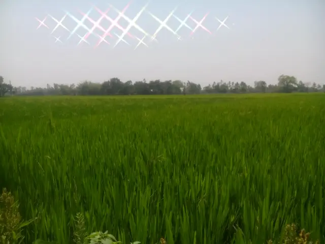 শিক্ষা
